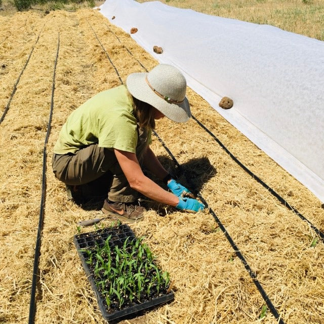 Water Wise: Gardening in times of heat, drought and smoke