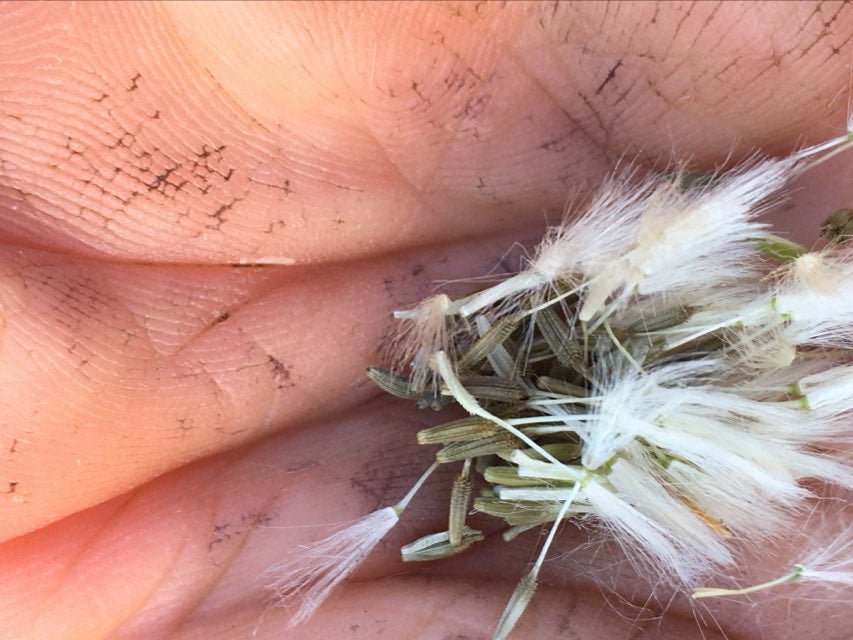 Saving Lettuce Seed: Step by step with photos