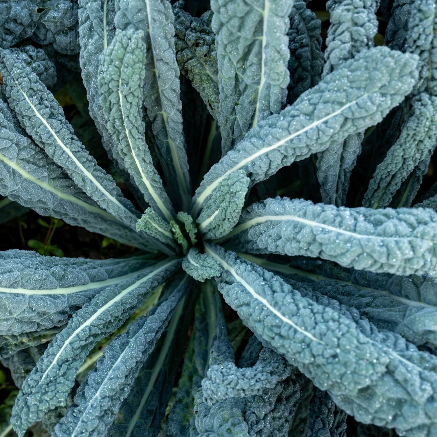 Brassica Basics: Seed Saving 101