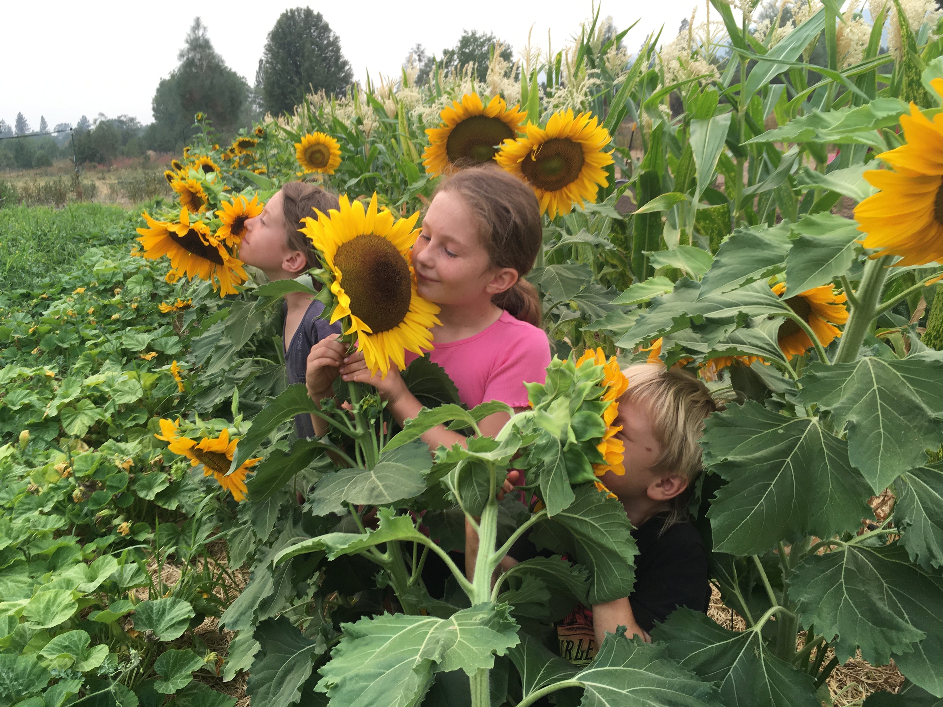 Variety Spotlight Sunflowers
