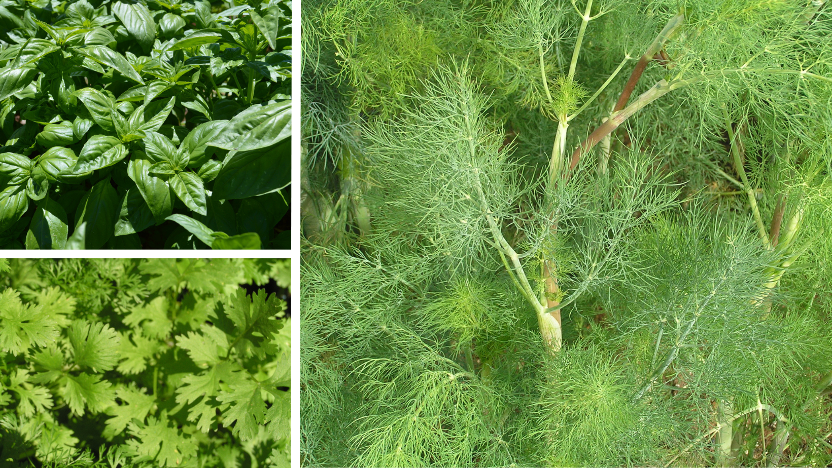 3 Staple Culinary Herbs