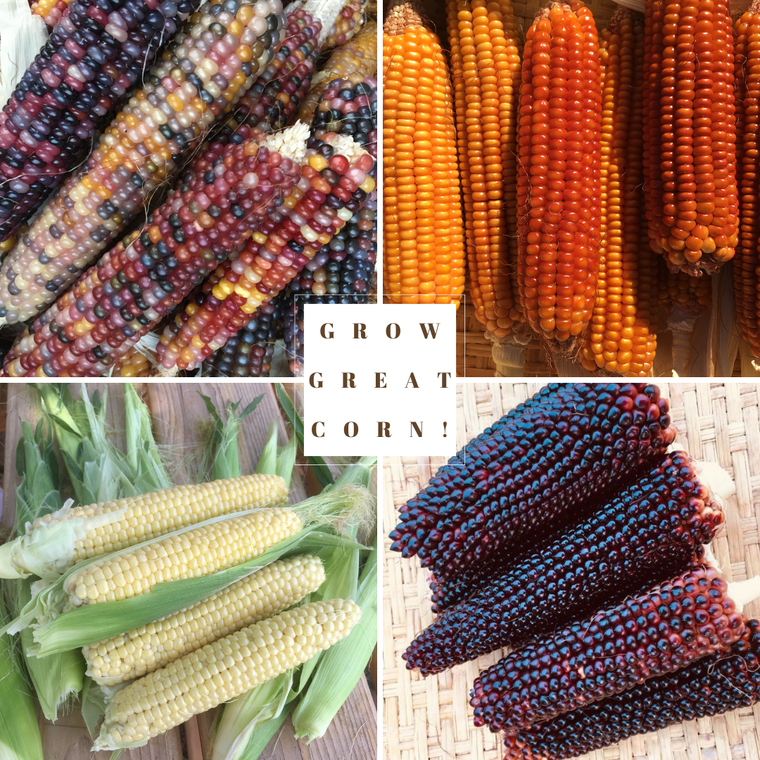 How to Grow Great Corn
