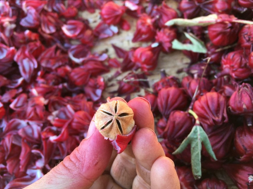 Variety Spotlight: Drink Hibiscus Roselle for Juneteenth