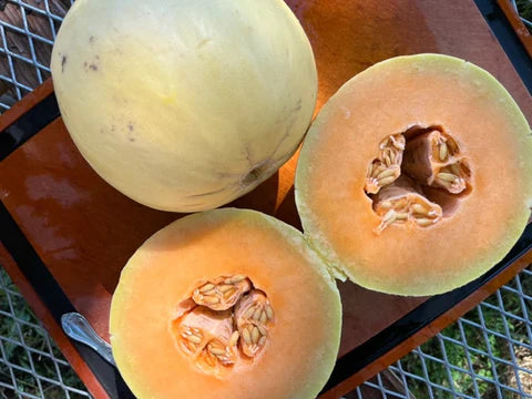 Direct Seed or Transplant?