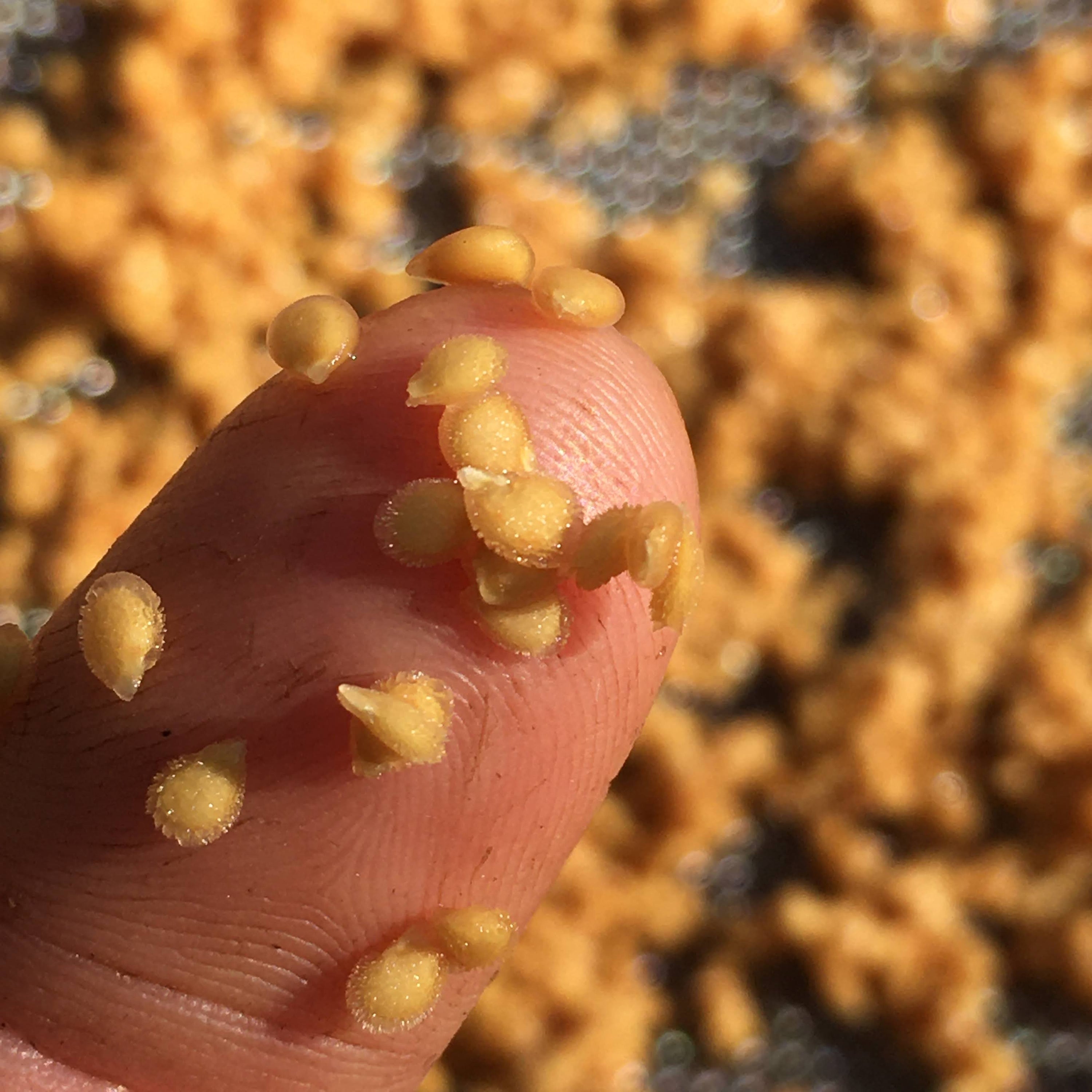 Saving Tomato Seeds: A Step by Step Guide