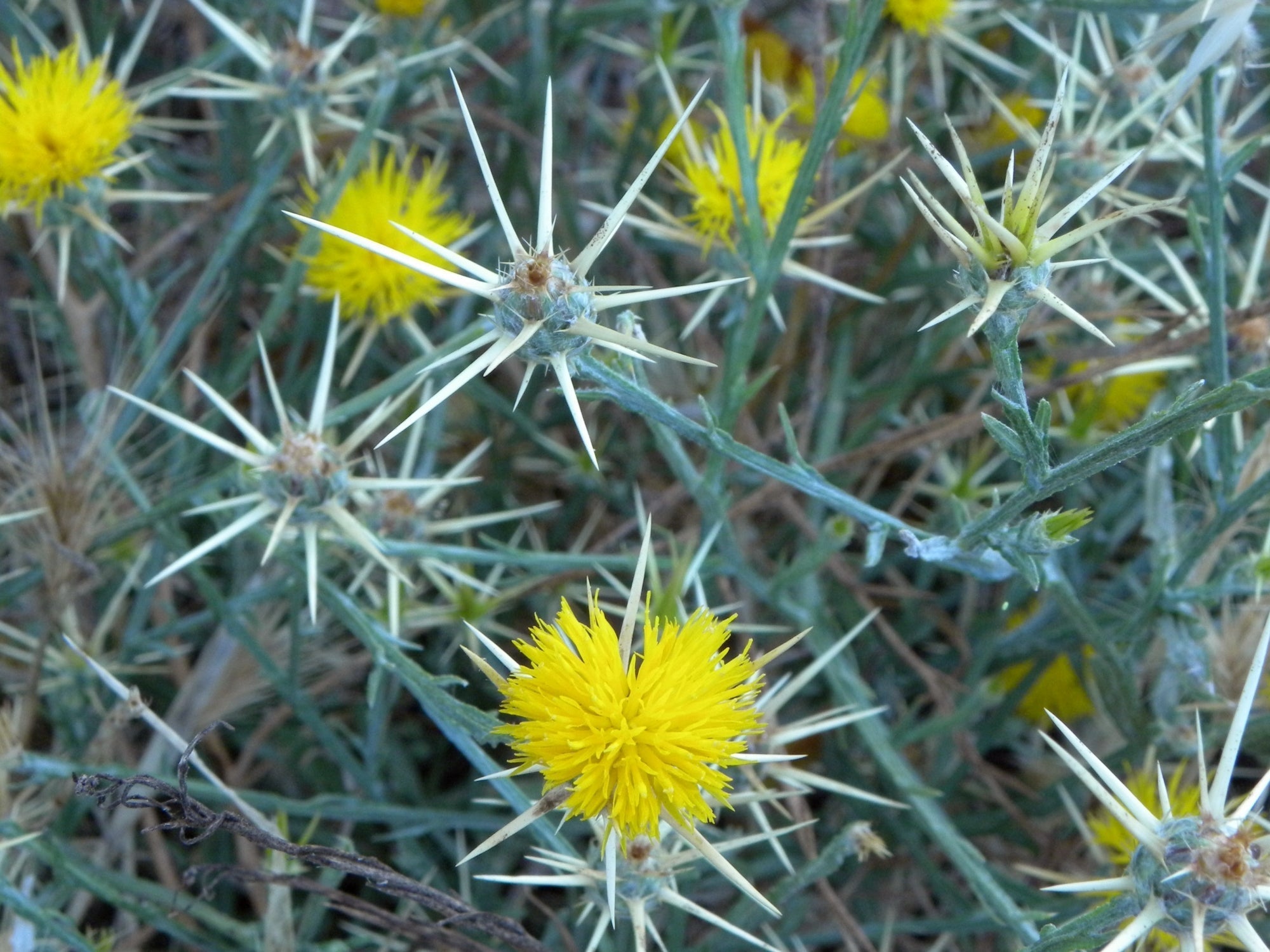 How to: Organic control of Yellow Star Thistle
