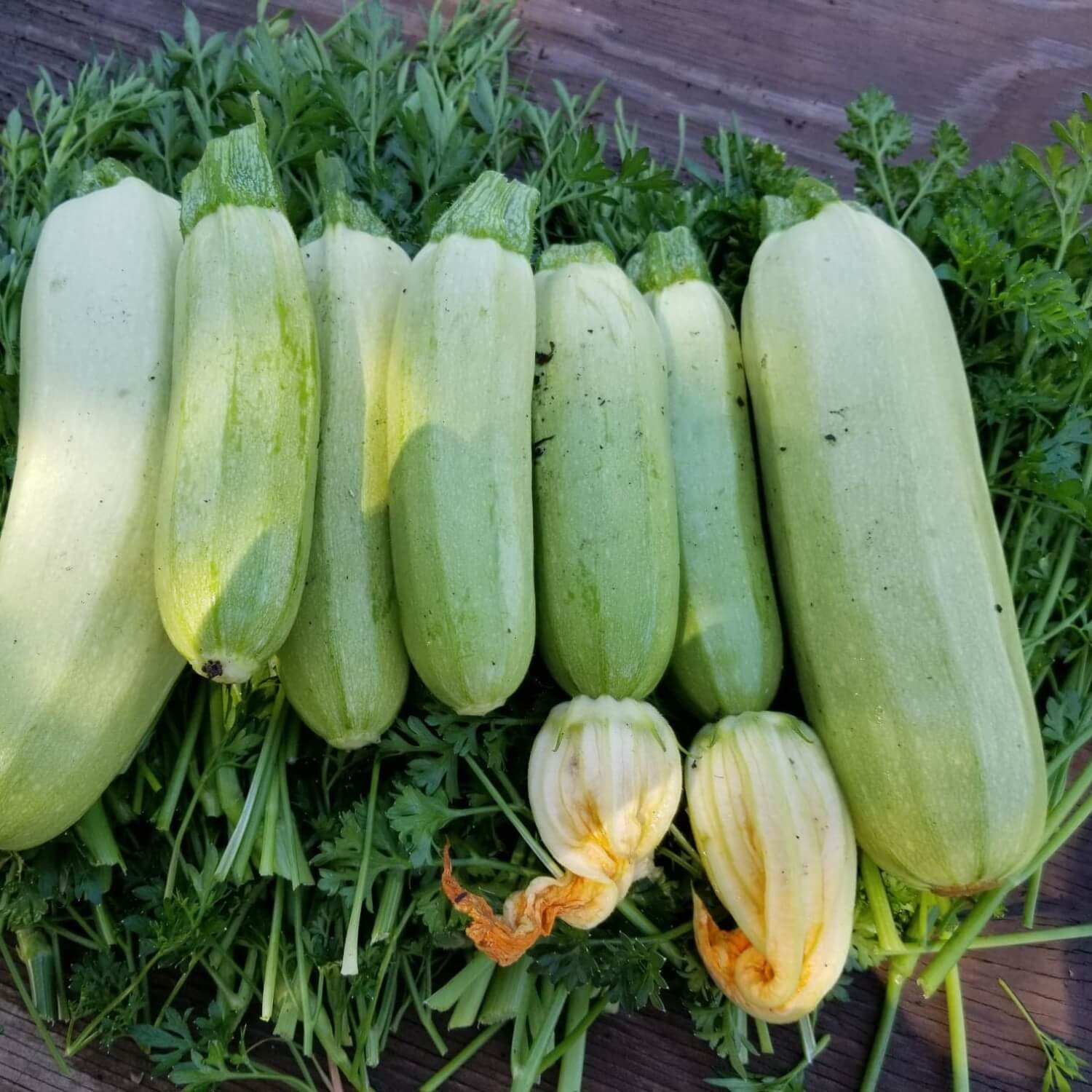 Summer Seed Crops: How to harvest seeds