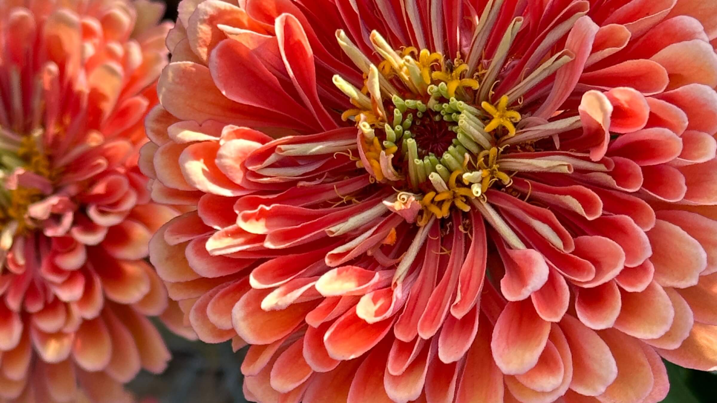 Plant Spring Flowers soon!