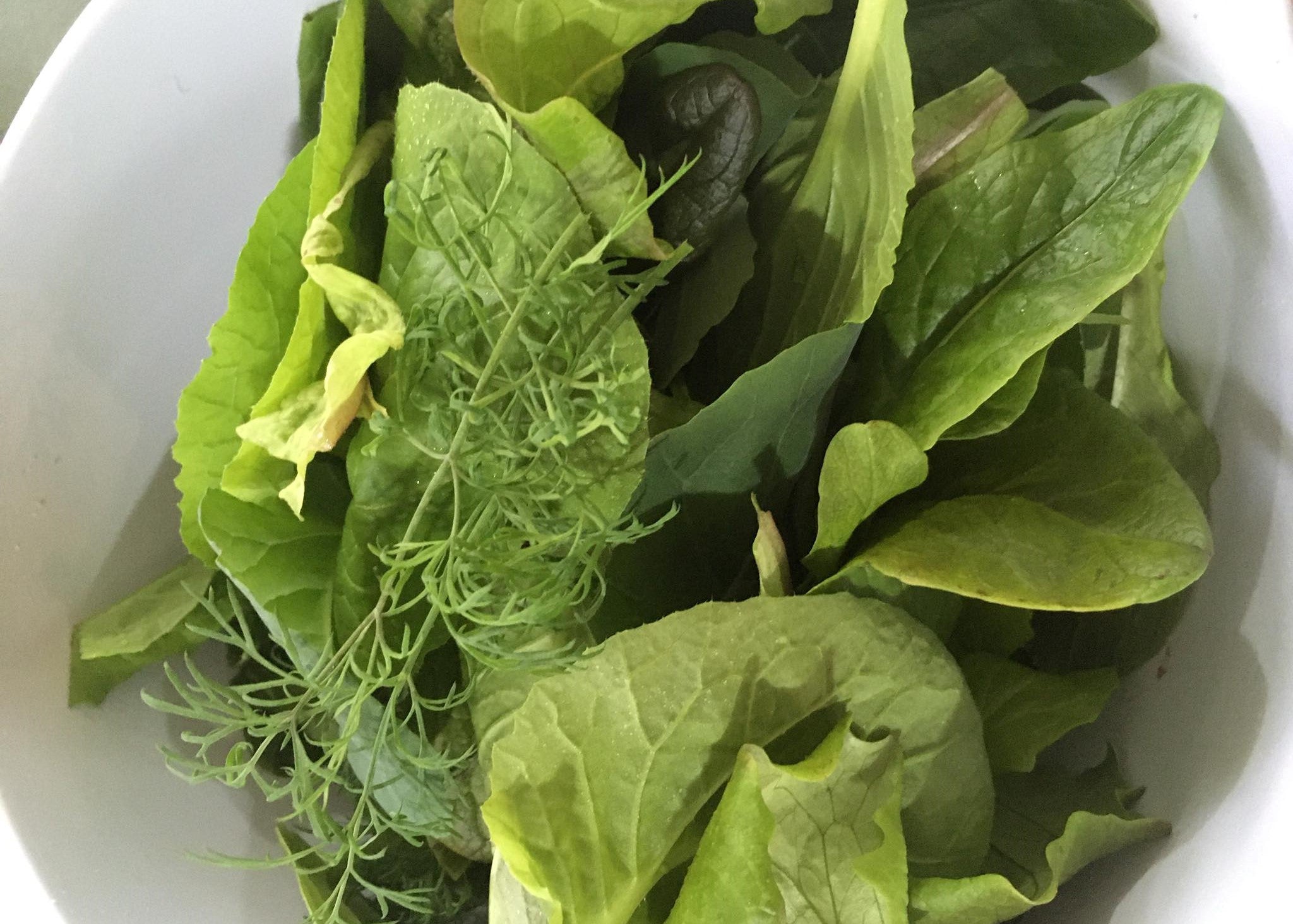 Planting Fall Lettuce