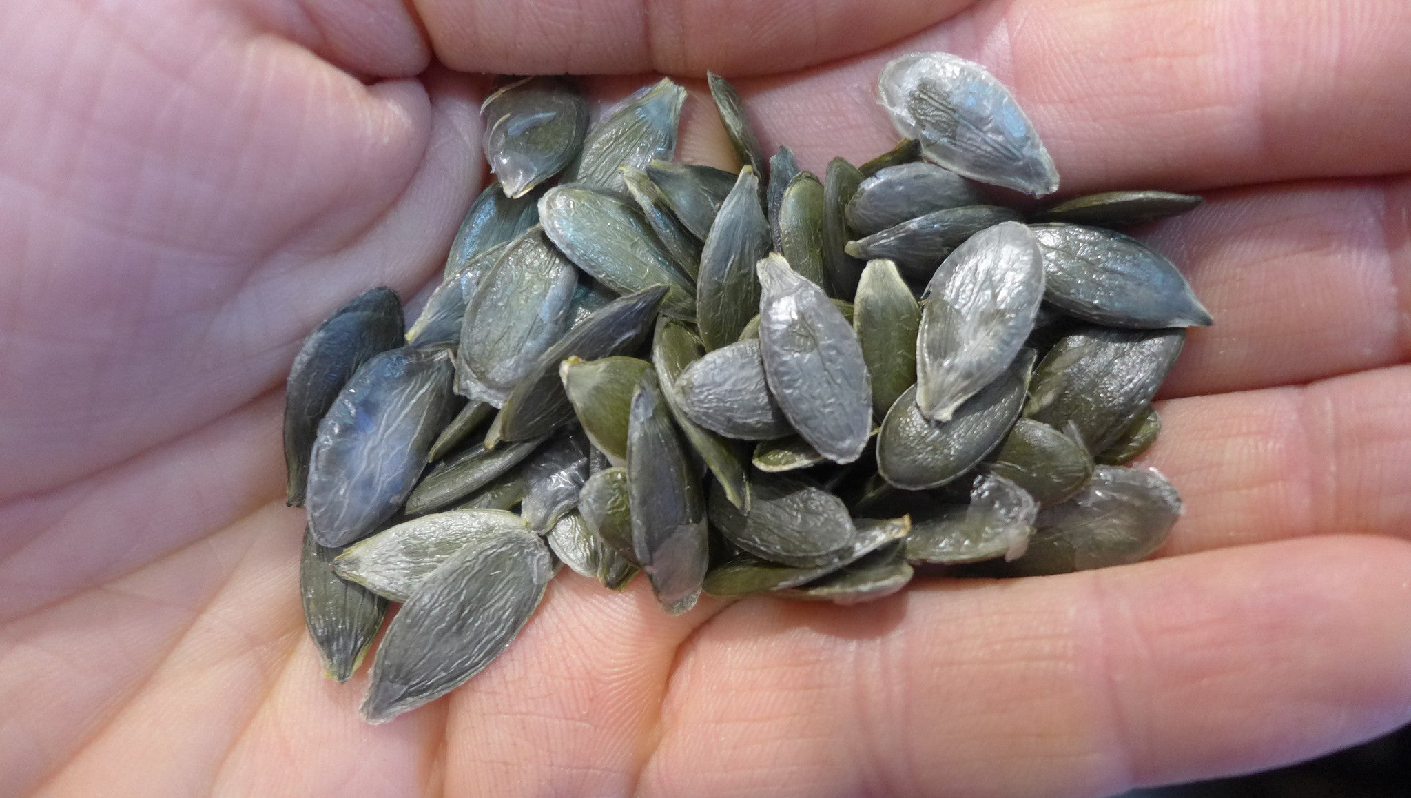 Variety Spotlight: Styrian Hulless Seeded Pumpkin