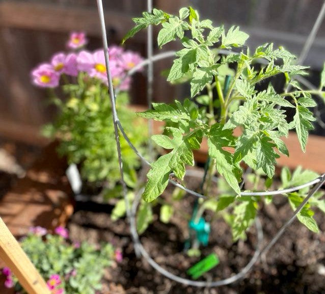 Time to Trellis: Methods and Materials