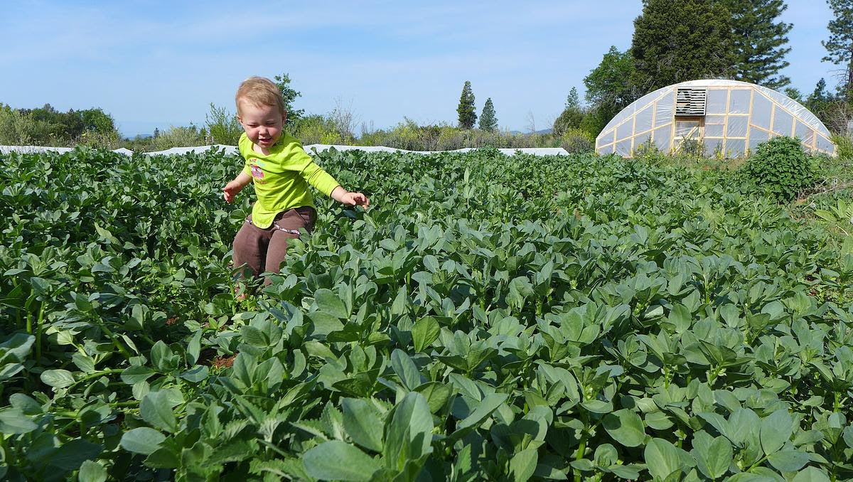 Cover Crop for Better Soils