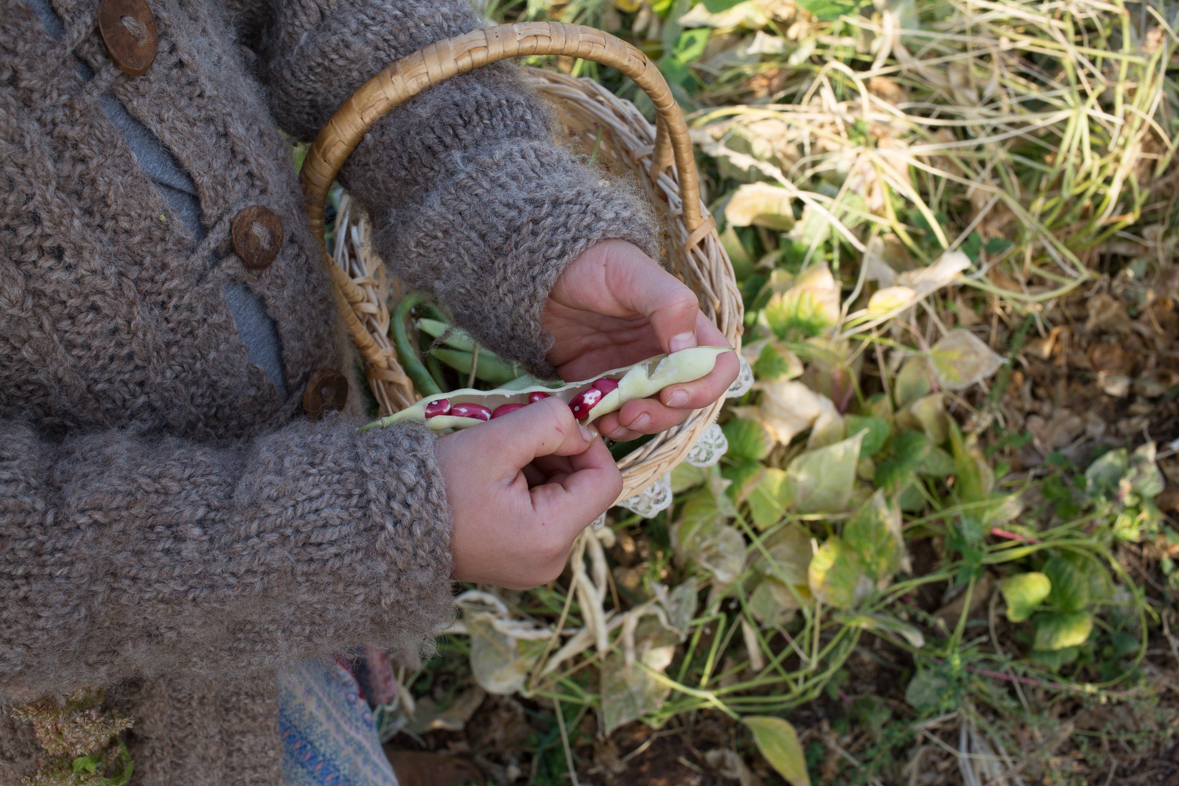 Save Seed at Home: Learn the basics for seed saving in the home garden