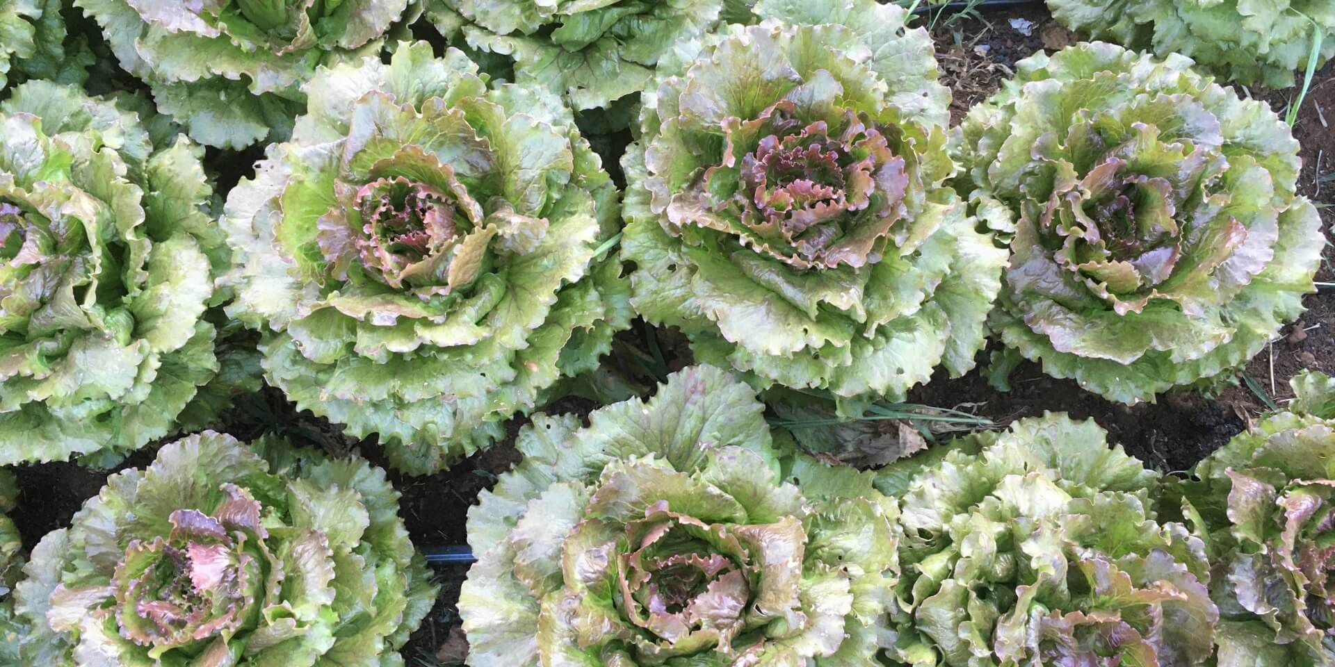 close up of different lettuce heads with purple centers