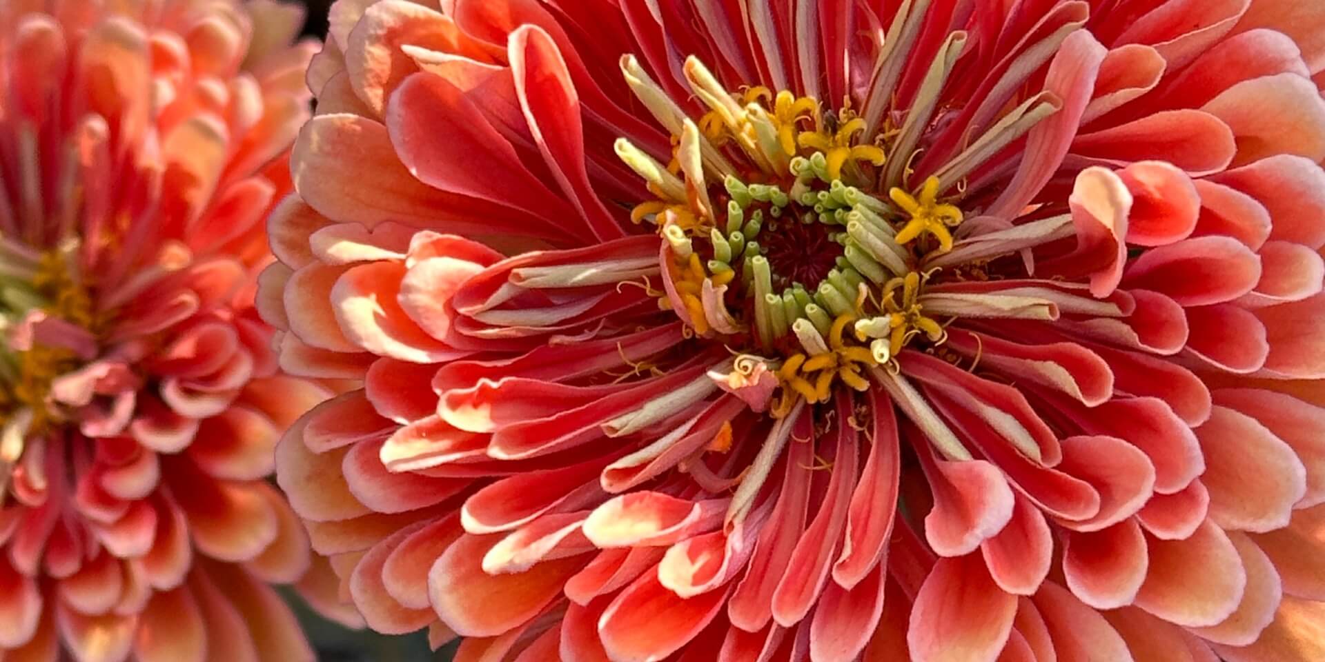 zoomed in image of red and pink zinnia.