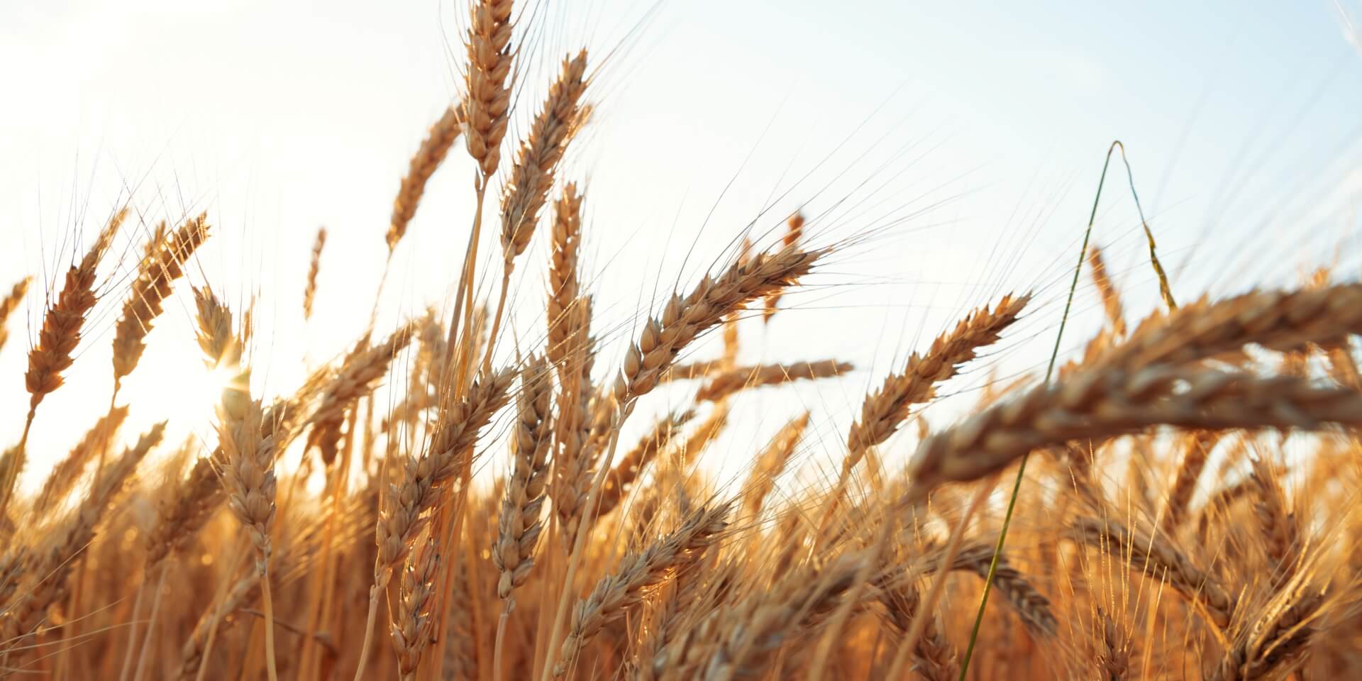 wheat stalks with a blue sky in the background