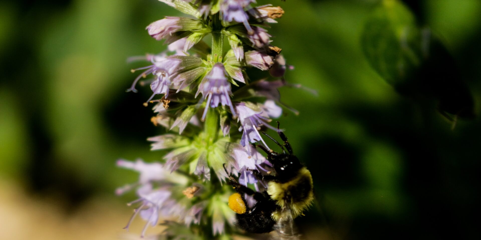 zoomed in image of purple licorice mint flowers with bees on them and a blurred background
