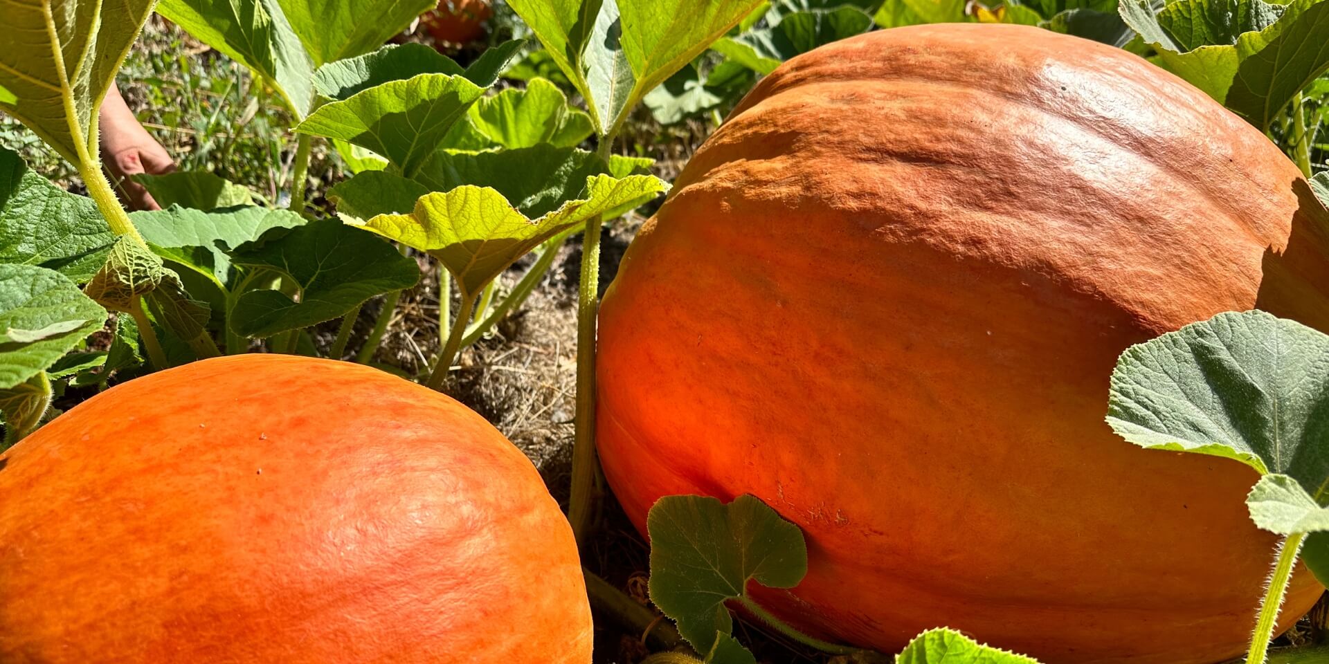 two orange pumpkins with leaves in the background