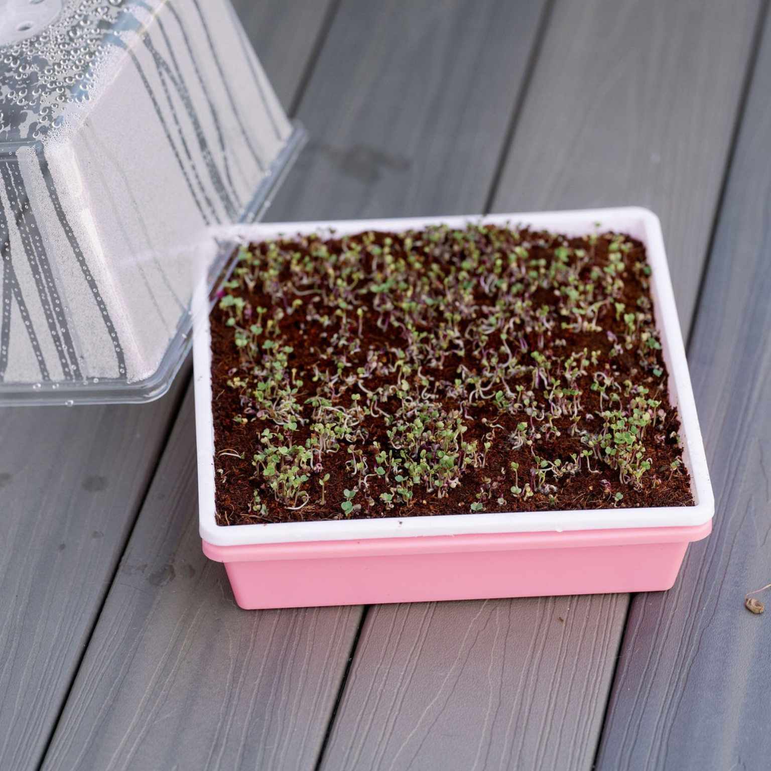 Pink seedling tray with small plants on a wooden surface