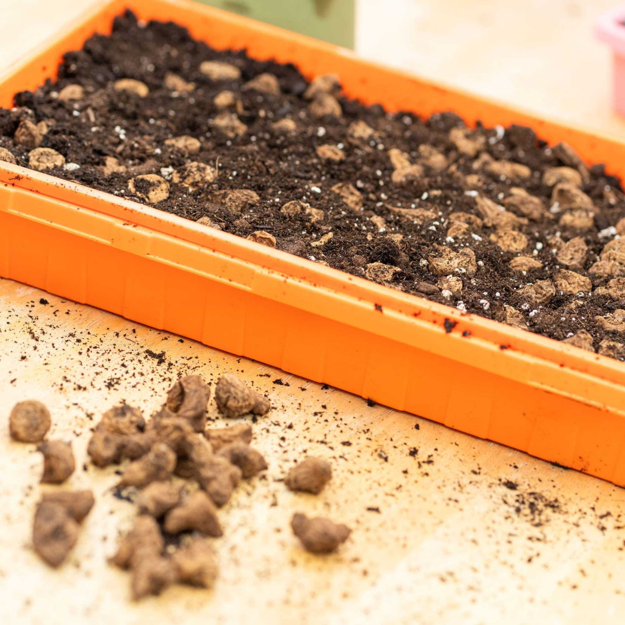 Orange seedling tray with soil and small rocks on a light surface