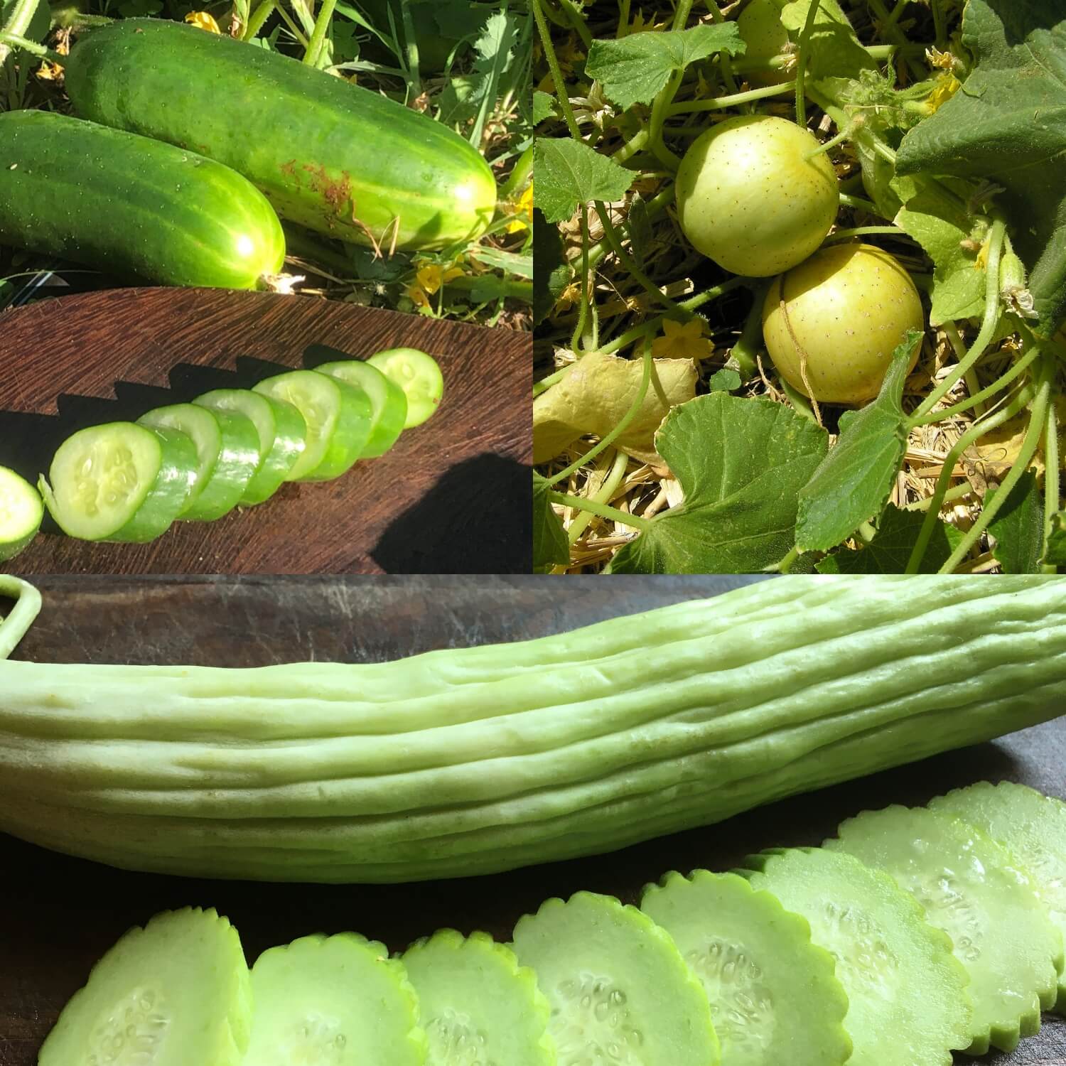 3 Cucumber Mix