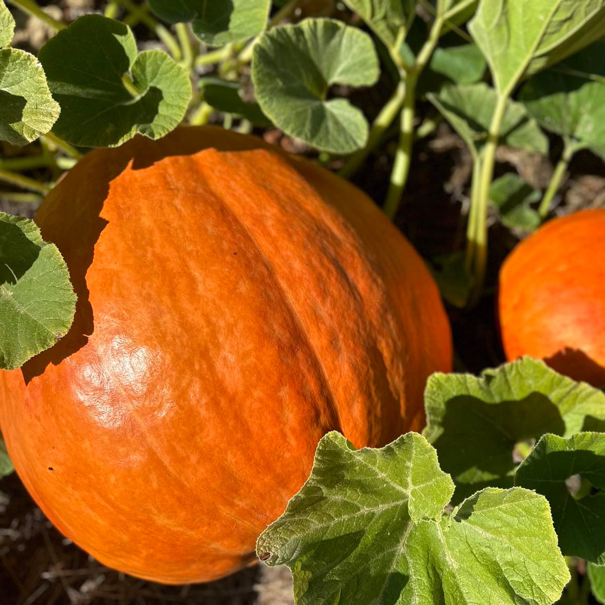 Two orange pumpkins growing in a garden with green leaves surrounding them.