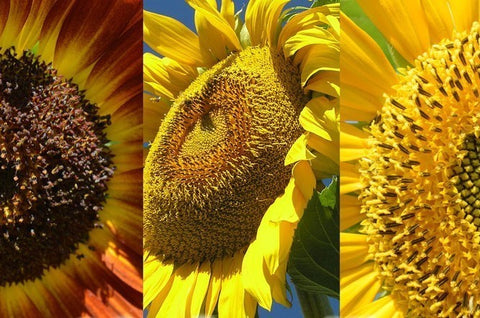 3 Sunflower Mix