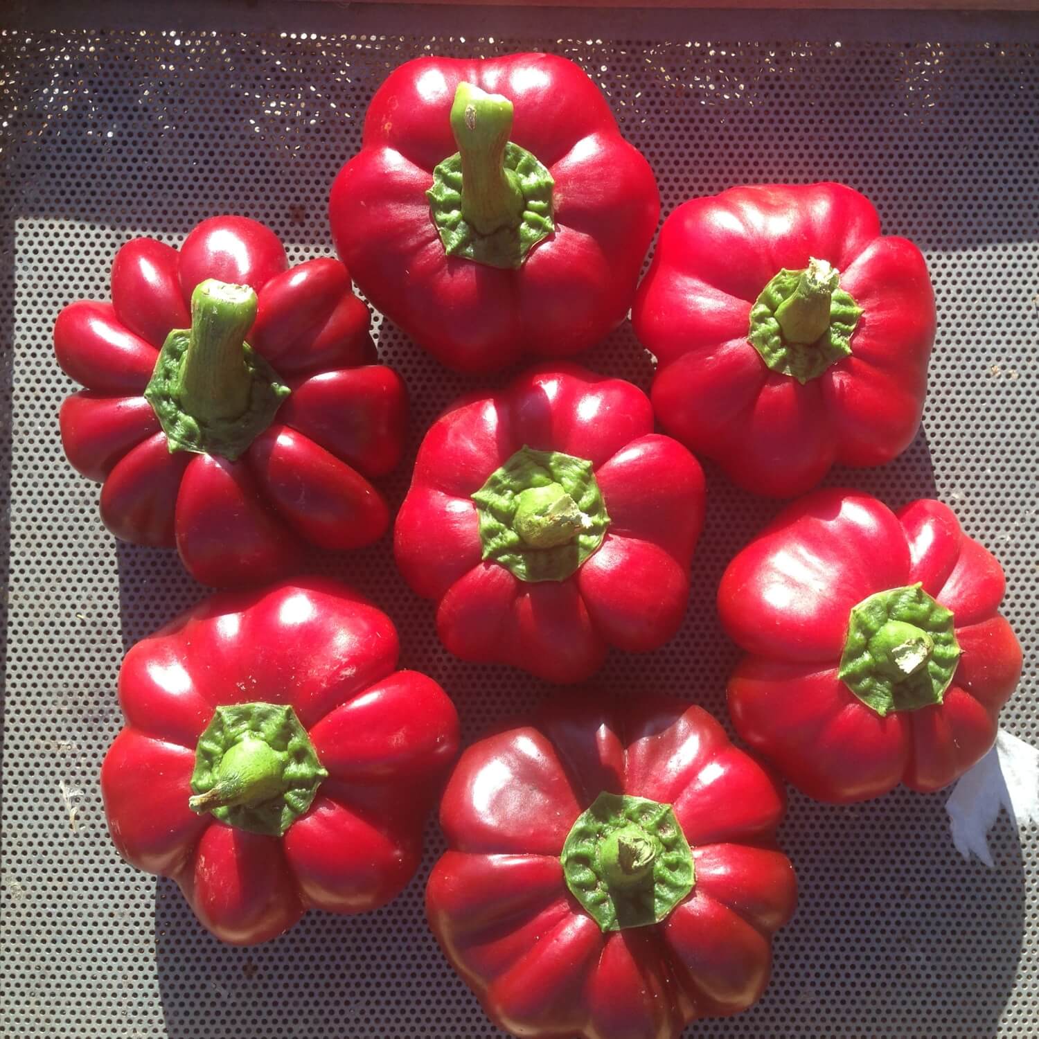Amish pimiento sweet peppers with green stems on a metallic surface