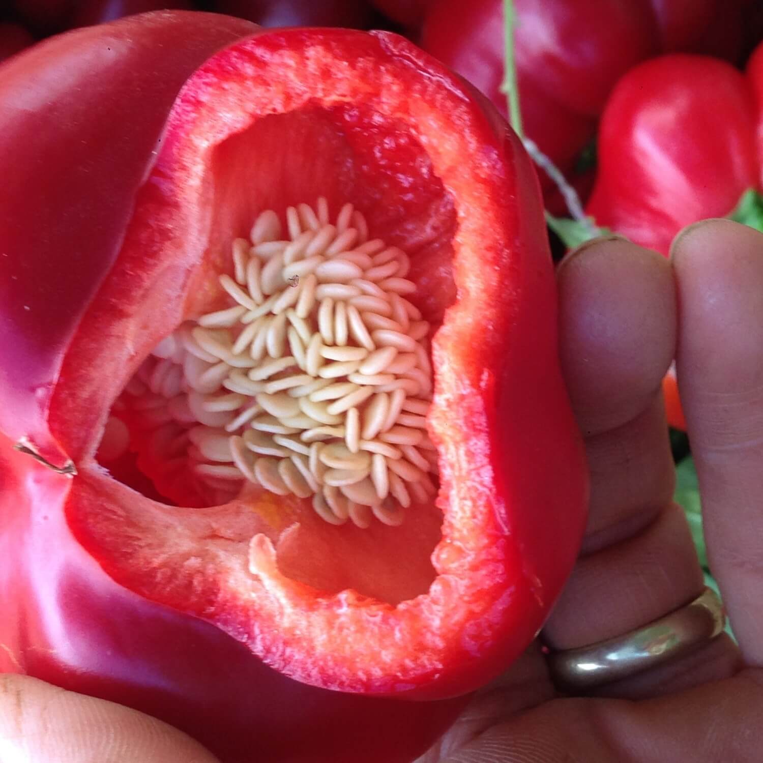 Amish pimiento sweet pepper cut in half, showing seeds and a hand holding it.