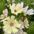 Close-up of white and pink cosmos flowers with green leaves.
