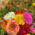 Bouquet of colorful Giant Mixed Zinnia flowers with a blurred floral background