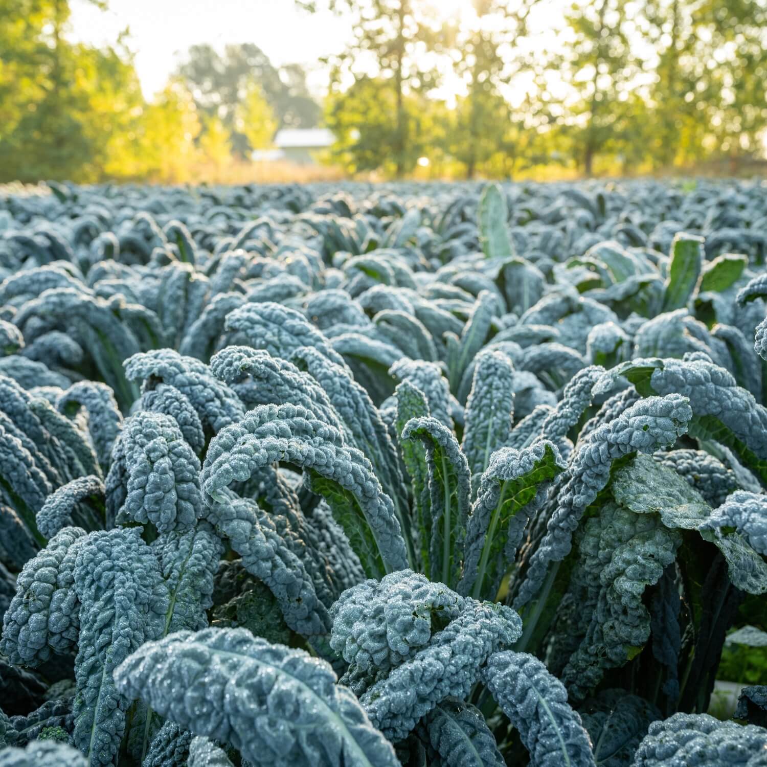 Field of black magic kale vegetables with a blurred natural background