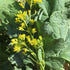 Close-up of a black mustard plant with yellow flowers and large green leaves.