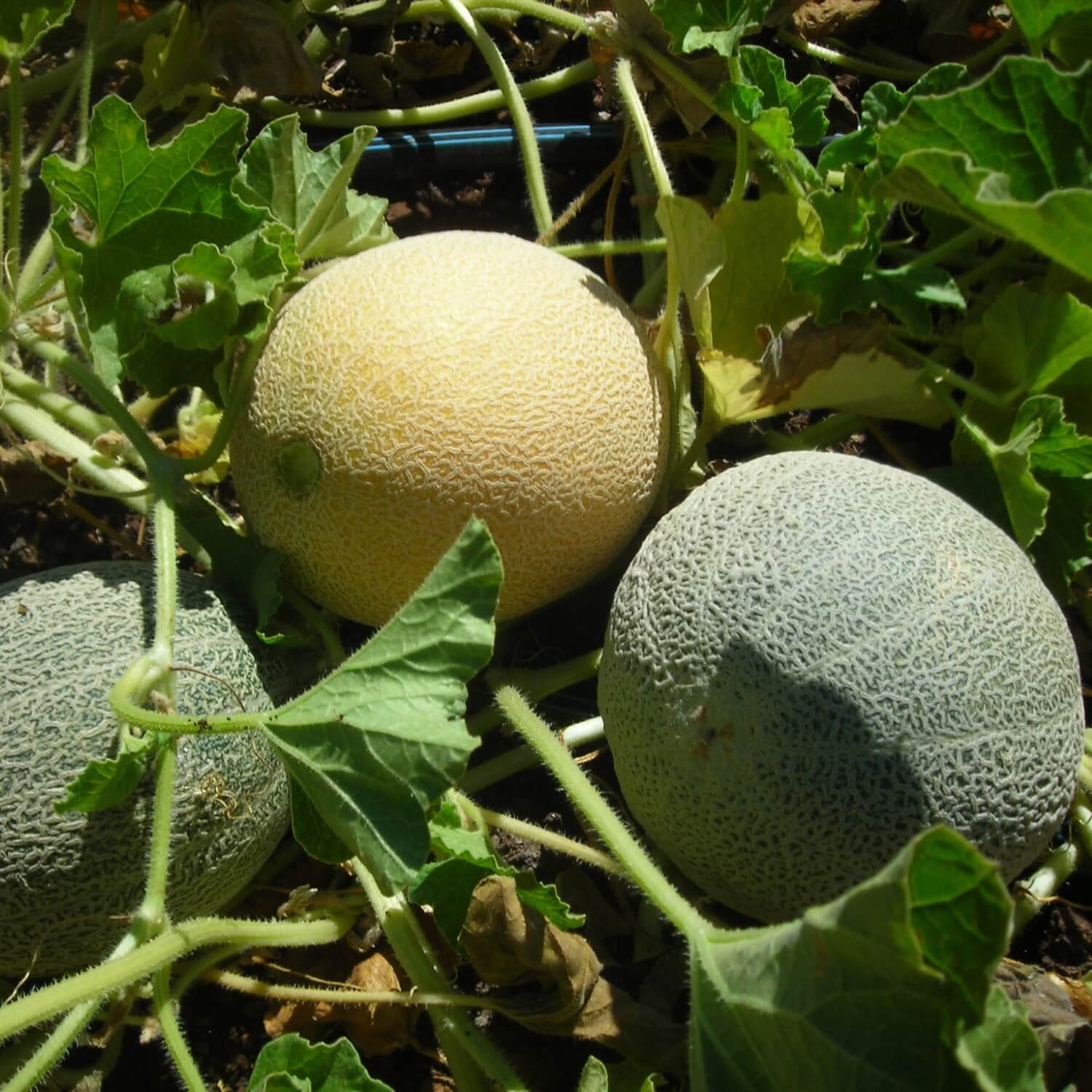 Three Blenheim orange muskmelons growing on a vine with green leaves.
