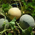 Three Blenheim orange muskmelons growing on a vine with green leaves.