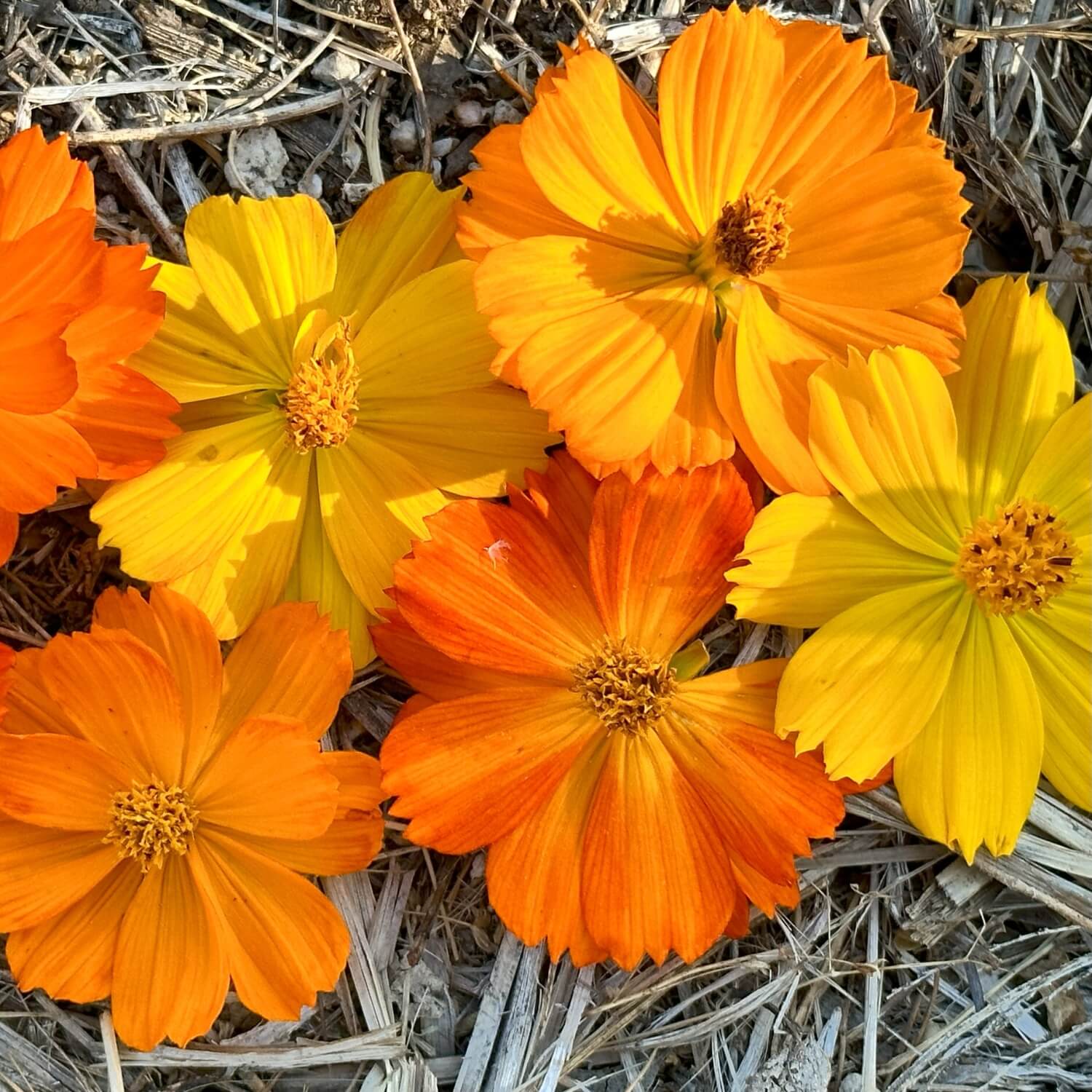Orange and yellow Bright Lights cosmos flowers on a dry ground background