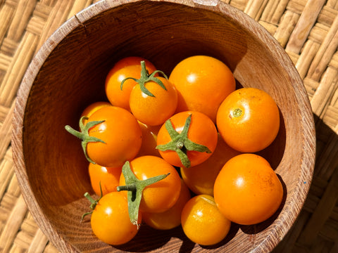 California Sungold Tomato