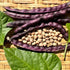 Purple Carolina Crowder Cowpea pod with white beans on a woven surface