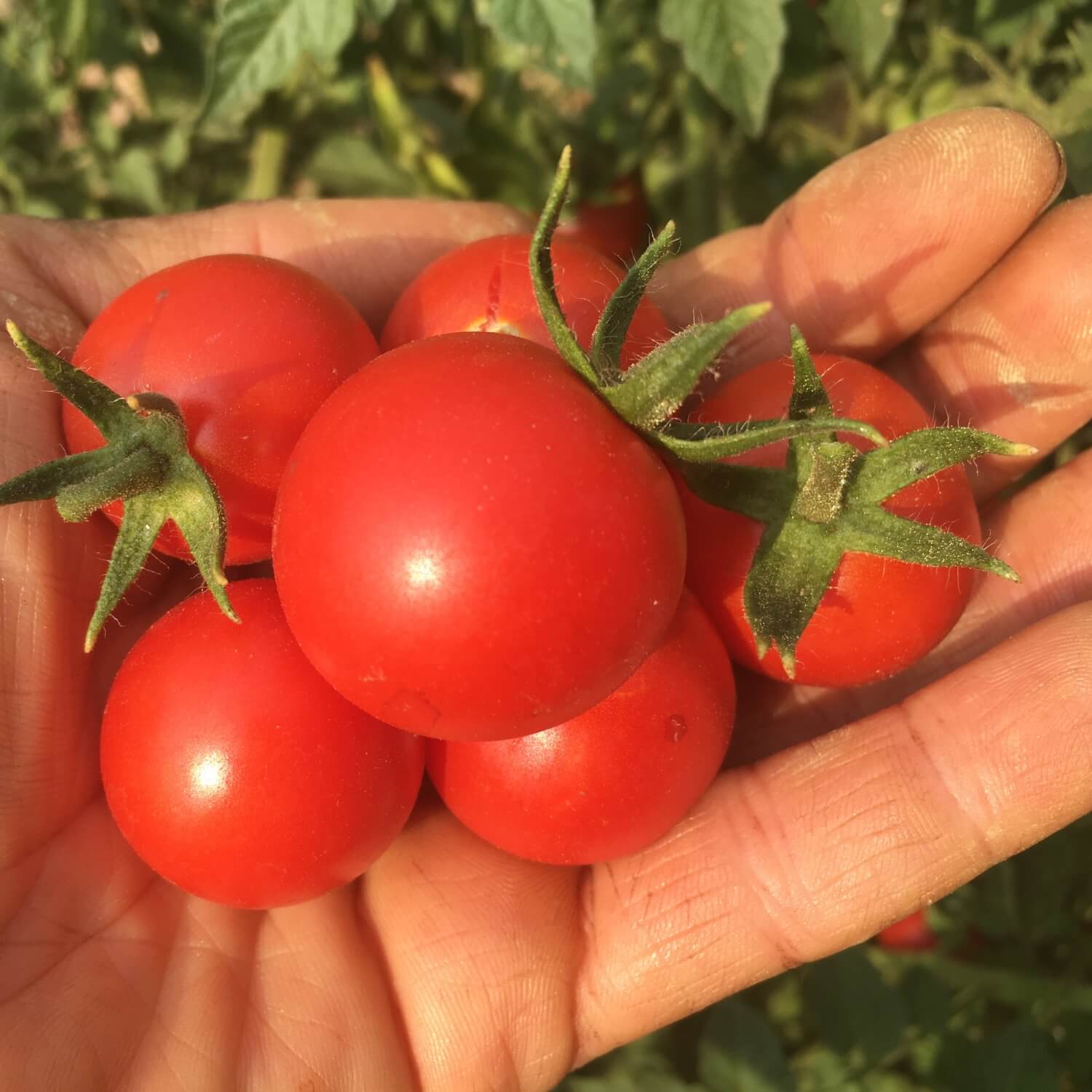 Hand holding a bunch of red Chadwick cherry tomatoes with green stems against a natural background