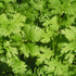 Close-up of green cilantro leaves with a blurred background