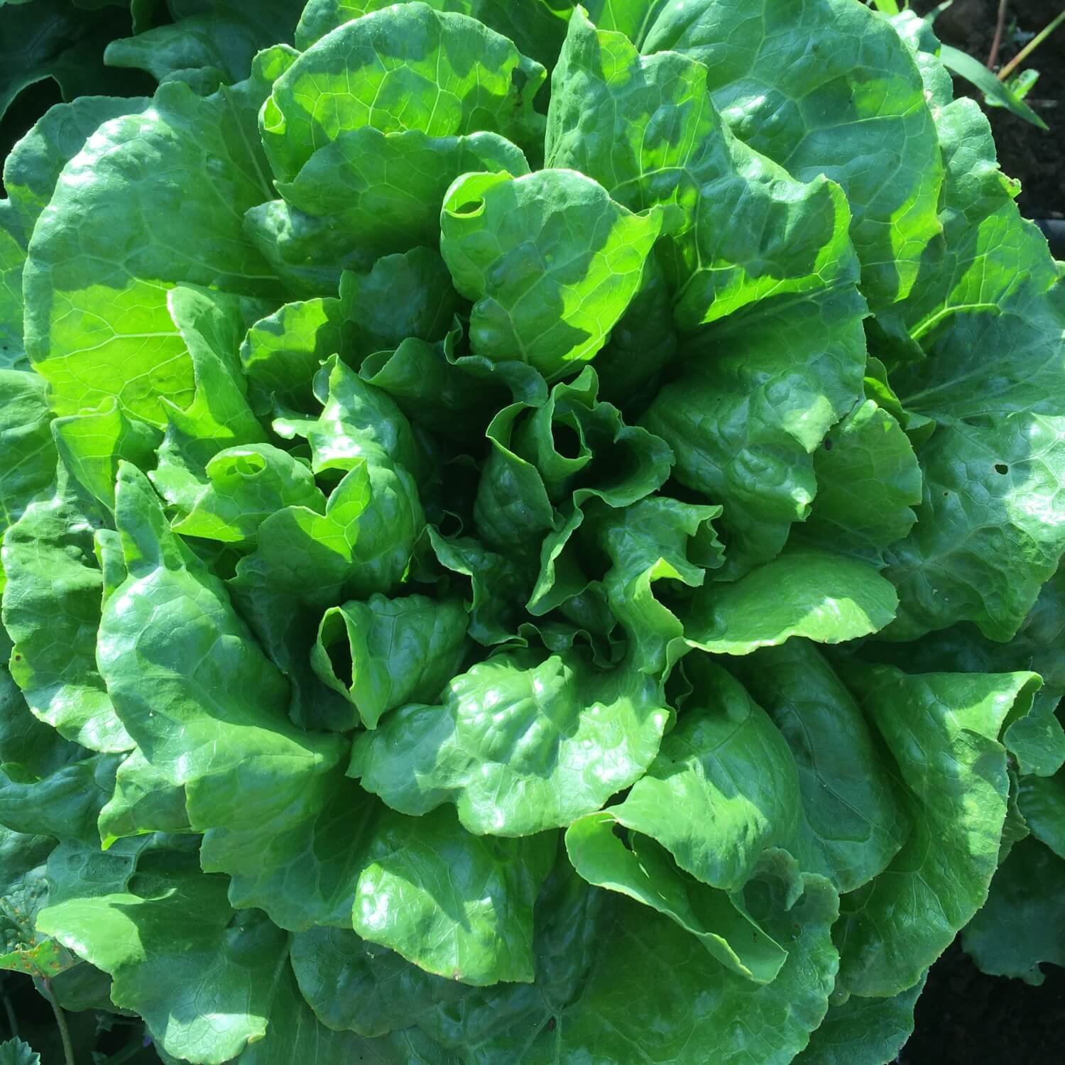 Close-up of a head of green concept lettuce