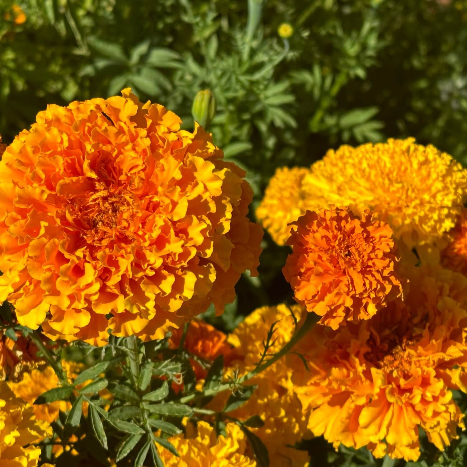 Close-up of bright orange Crackerjack African marigold flowers with green leaves.