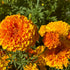 Close-up of bright orange Crackerjack African marigold flowers with green leaves.