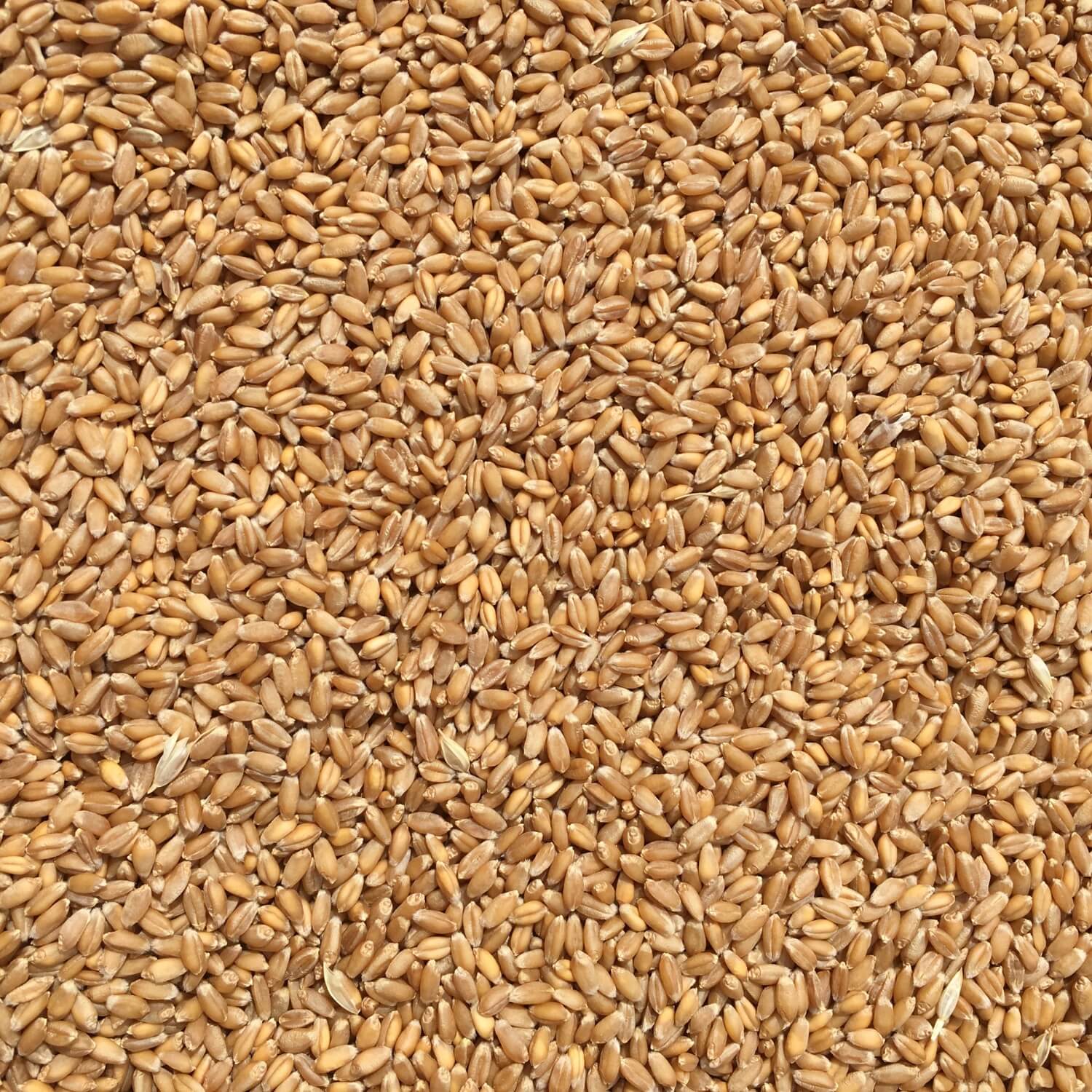 Close-up of a pile of crimean winter wheat grains