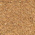 Close-up of a pile of crimean winter wheat grains