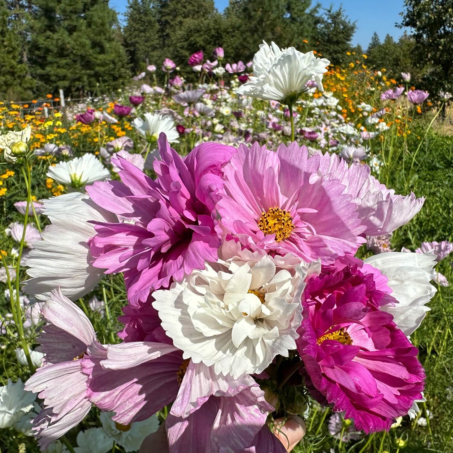Close-up of pink and white flowers with a blurred background of a flower field.