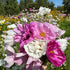 Close-up of pink and white flowers with a blurred background of a flower field.
