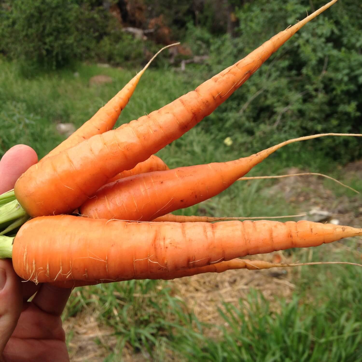 Hand holding three orange danvers carrots with a natural background