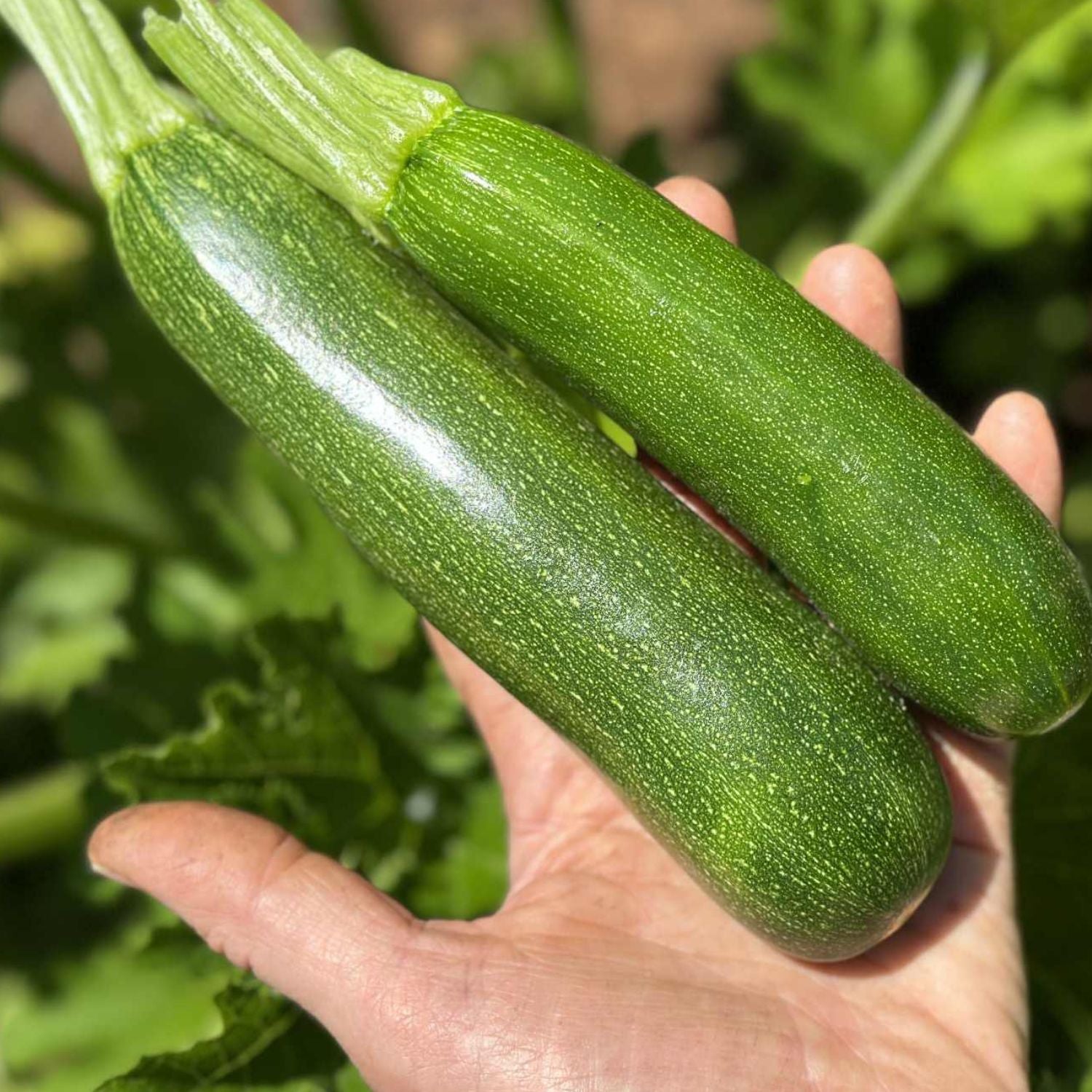 Two green zucchinis held in a hand with a garden background