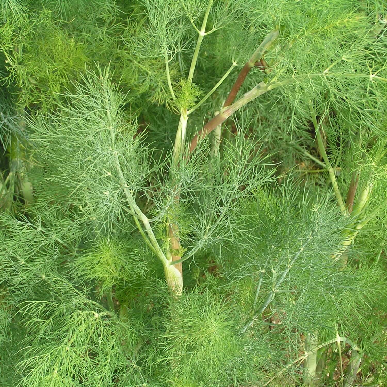 Close-up of a green Dill plant with detailed leaves and stems.